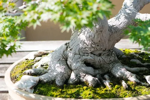 Semillas de árbol de bonsái de arce japonés, material de bonsái apreciado (50 semillas)