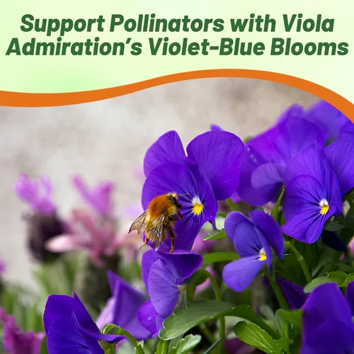 Miniatura 7 de Outsidepride Admiration Viola - Semillas de pensamiento para plantar, 1000 unidades. Flores perennes, resistentes al frío y aptas para polinizadores