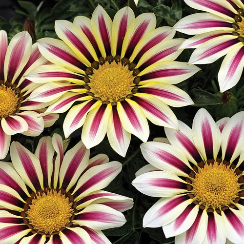 Miniatura 7 de Outsidepride White Flame Gazania Semillas para plantar – 50 piezas de semillas perennes, de bajo mantenimiento, tolerantes a la sequía para flores
