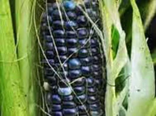 Miniatura 5 de Maíz, HOPI azul, reliquia, 20 semillas, ideal para hacer harina de maíz azul, acres de Country Creek