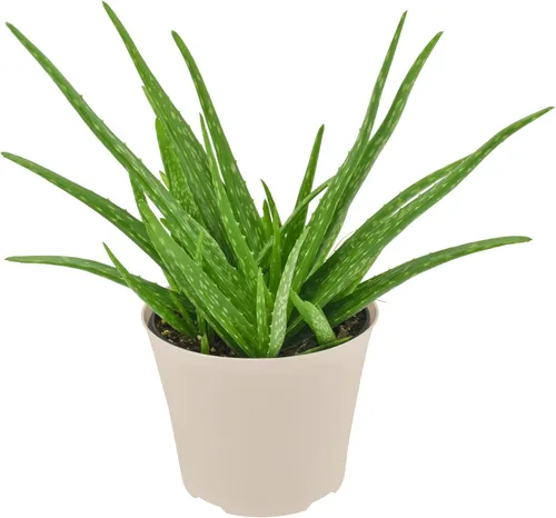 Arcadia Garden Products Planta de interior viva suculenta de aloe vera fácil de interior en maceta de plástico, planta ornamental purificadora de