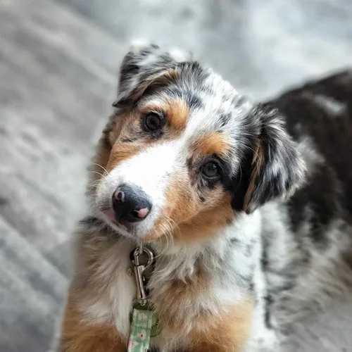 Miniatura 5 de 20 ganchos giratorios de metal resistente con cierre de ojo cuadrado, clip de gatillo multiusos, lo mejor para hebilla de mascotas de primavera, 20