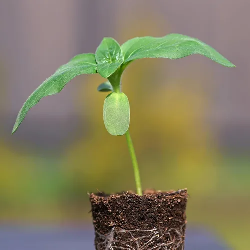 Miniatura 7 de Seed Needs Semillas de girasol para plantar a rayas grises de mamut, bolsa grande resellable de 2 onzas, semillas de reliquia Helianthus annuus sin