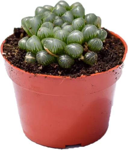 Planta suculenta Haworthia Cooperi viva – Grande 4 pulgadas – Suculenta Haworthia Cooperi totalmente arraigada – Mercado de suculentas