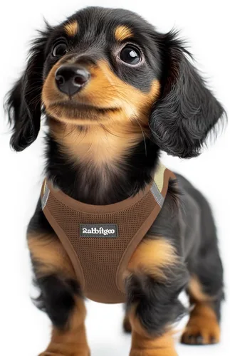 Miniatura 52 de rabbitgoo Arnés para perro pequeño, chaleco de malla suave para cachorros con hebilla de seguridad, arnés reflectante transpirable para mascotas