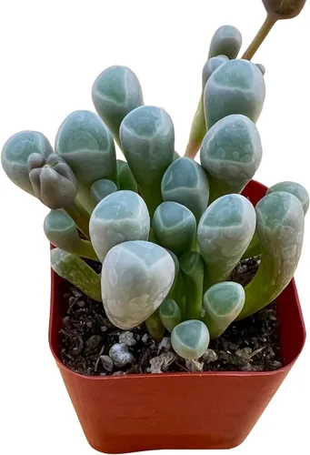 Miniatura 2 de Sprout N Green Baby Toes Suculent, Live Fenestraria Rhopalophylla Plant Totalmente enraizada en maceta de 2 pulgadas con mezcla de tierra, Dedos