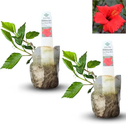 Miniatura 34 de Hibisco Rosa. rosa-sinensis. Planta Viva - Hibisco Tropical Floreciente, Flores Bonitas, Usado en Té y Jugo (2 Plantas de Hibisco Rosa)