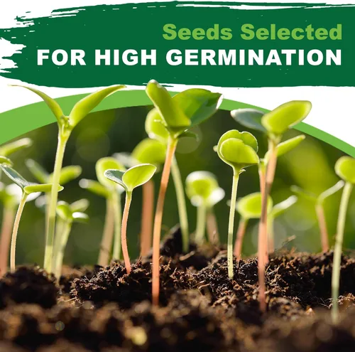 Miniatura 7 de TKE Farms & Gardens - Semillas de espárragos Mary Washington para plantar, más de 85 semillas tradicionales sin OMG, tallos perennes tiernos