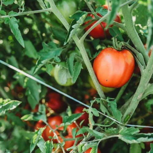 Miniatura 4 de Perestroika - Tomate siberiano – 50 semillas – Variedad de reliquia rusa, ideal para estaciones cortas y climas fríos, semillas de tomate sin OMG