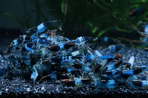 Miniatura 4 de Camarones vivos de acuario de agua dulce - Neocaridina (Carbon Rili, 10 unidades)