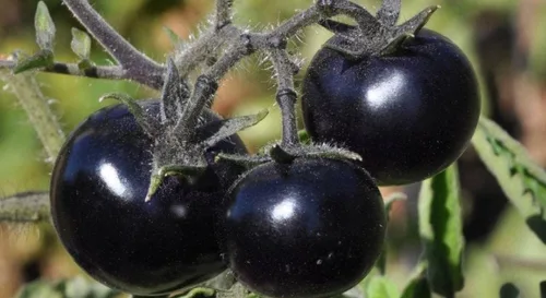 Miniatura 3 de Semillas de tomate negro para plantar más de 20 semillas
