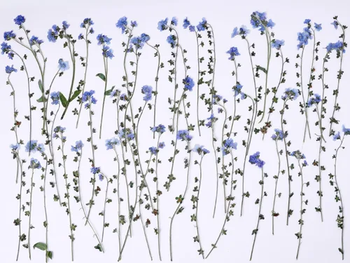 Miniatura 21 de 48 mini flores naturales secas prensadas para el aliento del bebé para decoración de pasteles, invitaciones de boda, flor de gypsophila seca real
