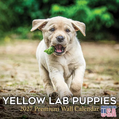 Calendario amarillo 2025 2026 de Labrador Pups – Calendario mensual de pared de raza de perro – 12" x 24" abierto – Papel grueso anti-traspaso –