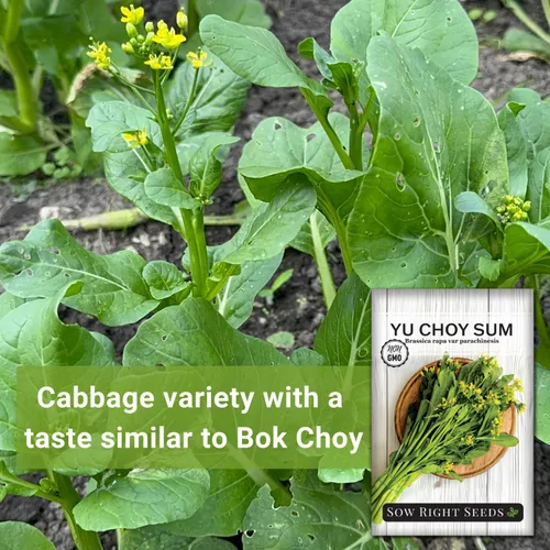 Miniatura 3 de Sow Right Seeds - Semillas Yu Choy Sum para plantar - Variedad única de repollo chino - Vegetal asiático - Fácil de cultivar - Verdes tradicionales