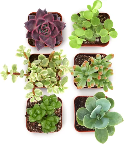 Shop Succulents Collectors Colección de Pack de Plantas Suculentas – Mini plantas suculentas vivas, bajo mantenimiento, colores y texturas –
