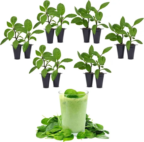 Miniatura 5 de Longevity - Planta de espinacas (paquete de 4) Planta vegetal viva real a la venta Superalimento rico en nutrientes Planta viva fácil