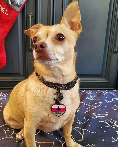 Miniatura 6 de Placa silenciosa para perro personalizada con 5 líneas de identificación de mascotas de silicona duradera y grabada profundamente, diseño de hueso
