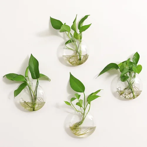 Miniatura 5 de Kingbuy Estación de Propagación de Plantas Colgante de Vidrio para Pared - Paquete de 2 Jarrones de Globo Oblato Montados en la Pared para Plantas