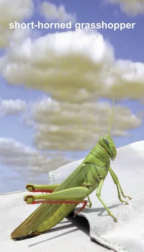 Miniatura 8 de Tarjetas flash de insectos con datos divertidos