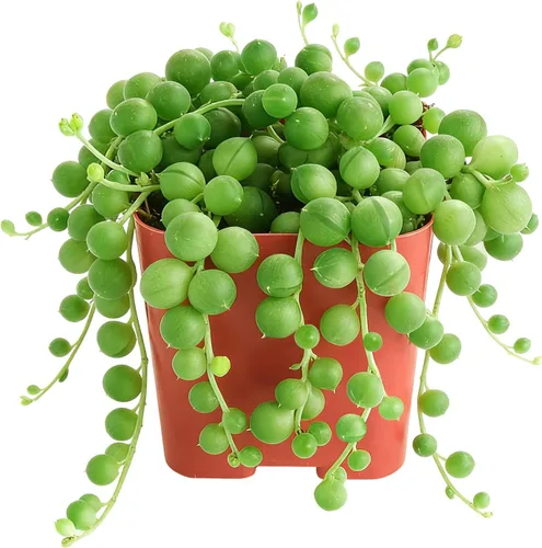 Miniatura 10 de Sprout N Green Golden Jade - Crassula Ovata 'Hummel Sunset', rara planta suculenta linda totalmente enraizada en maceta de 2 pulgadas con tierra