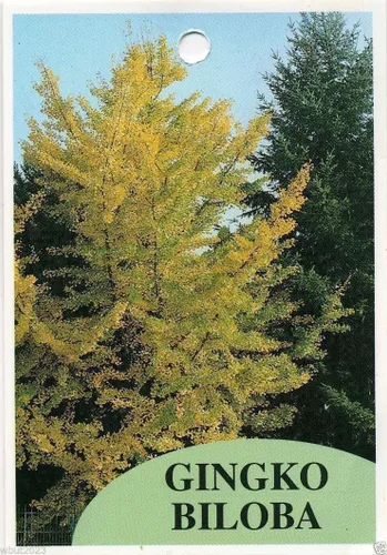 GINKGO BILOBA Semillas de plantas"Árbol Maidenhiar" Puede hacer un excelente bonsái(5 semillas)