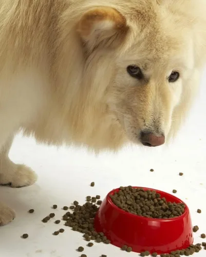 Miniatura 4 de Evanger's Super Gamebird Receta con aceite de coco alimento seco para perros – Bolsa de 4.4 libras – Fórmula hipoalergénica de pato y pavo – Sin