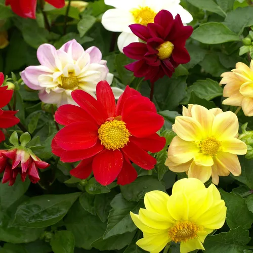 Miniatura 6 de Semillas Dalia Mignon Flores Anuales Mixtas