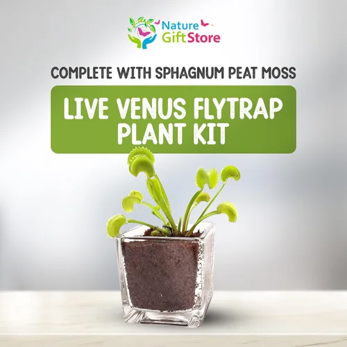 Miniatura 2 de Planta Viva Venus Atrapamoscas con Maceta de Cubo de Cristal Elegante de 2.5" - Planta Carnívora Come Insectos - Suelo para Plantas Carnívoras