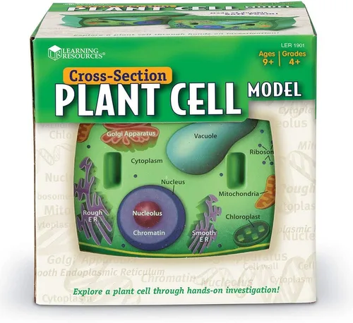 Miniatura 2 de Learning Resources Modelo de células vegetales de sección transversal, anatomía de plantas, accesorios para aula de ciencias, 2 piezas de espuma