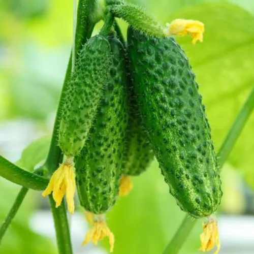 Miniatura 4 de Juego de 2 plantas de pepino vivo para plantar, plantas de pepino verde vivas para plantar, plantas vegetales, maceta de 4 pulgadas