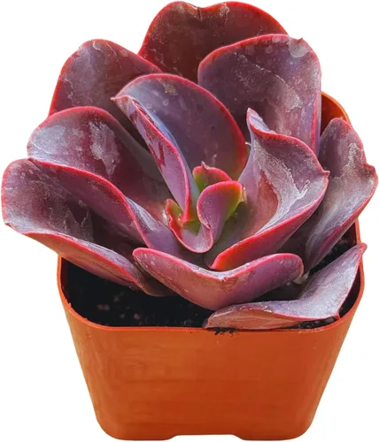 Miniatura 15 de Suculentas plantas vivas de 2 pulgadas, Planta rosario variegada, minisuculentas, plantas de interior de fácil cuidado enraizadas en mezcla