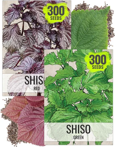 Miniatura 12 de Seed Needs Semillas de manzanilla para plantar manzanilla alemana y romana, semillas de hierbas sin OMG y sin tratar para plantar un jardín