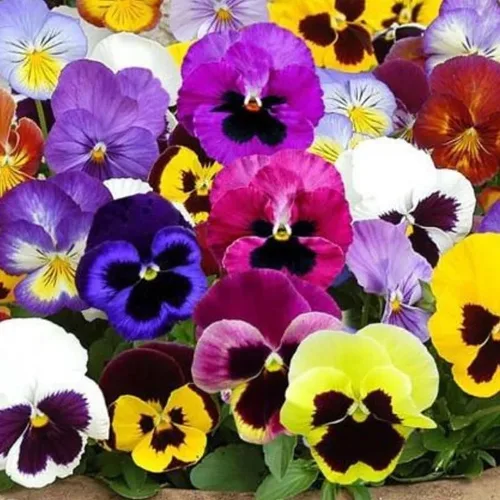 Viola wittrockiana 'Swiss Giants' (Pansy, Mixed) Semillas de flores, grandes, flores vistosas, aspecto distintivo, altamente atractivo para los