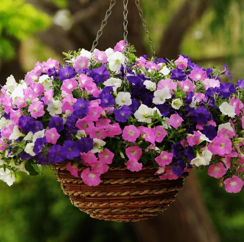 Miniatura 7 de Más de 300 semillas de petunia enana colgantes, color arcoíris mixto, bonsái, flores de grandiflora, semillas de reliquia, sin OMG, para interiores