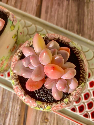 Miniatura 7 de xPachyveria Elaine - Kit de suculentas – con maceta de plástico, planta viva en racimo de 2 pulgadas, suelo comprimido y guía, para escritorio