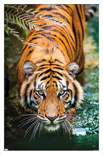 Miniatura 12 de Trends International Tiger - Póster de pared de agua, 14.725 x 22.375 pulgadas, versión enmarcada de madera de granero