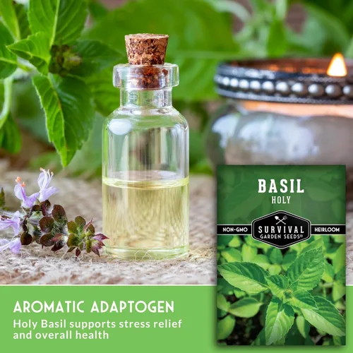 Miniatura 5 de Survival Garden Seeds - Semilla de Albahaca Sagrada para plantar - 1 paquete con instrucciones para plantar y cultivar la hierba sagrada india Tulsi