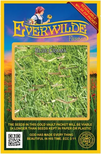 Everwilde Farms - 1000 semillas de césped nativo Blue Grama - Paquete de semillas jumbo Gold Vault