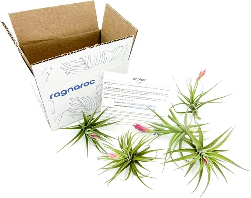 Miniatura 9 de ragnaroc Air Plants - Floración Tillandsia Bulbosa Belice, gigante de 7-9 pulgadas, 1 unidad, llegada en vivo garantizada, plantas