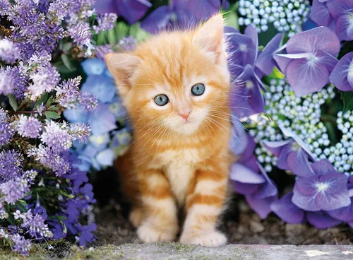 Miniatura 2 de Clementoni Ginger Cat - Rompecabezas de 500 piezas para adultos (caja cuadrada)