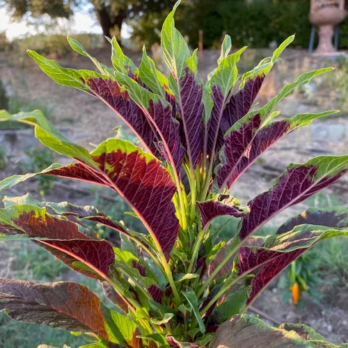 Miniatura 2 de Plant Good Seed Semillas orgánicas de amaranto rojo calaloo para plantar: verde de hoja caribeña, cocina jamaicana - Paquete de 600 semillas