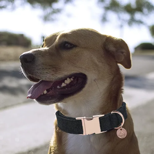 Miniatura 5 de DOGWONG Collar y correa de algodón para perro, collar para mascotas, suave, duradero, básico, para perros pequeños, medianos y grandes Negro