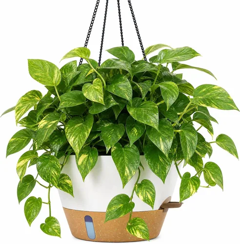 Miniatura 11 de ZMTECH Macetas colgantes de 12 pulgadas para interior, maceta colgante grande con nivel de agua visible y cadena, maceta colgante de flores