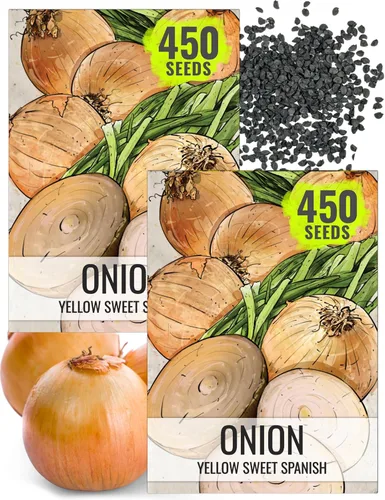 Miniatura 21 de Seed Needs Semillas de cebolla para plantar cebollas de día corto rojo burdeos, semillas de verduras sin tratar y sin OMG para plantar un jardín