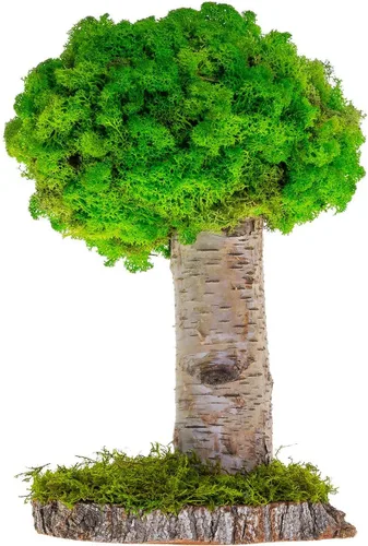 Miniatura 9 de Plantas reales sin riego, diseño artístico de musgo preservado y decoración, arreglo de plantas verdes naturales para interiores para el hogar