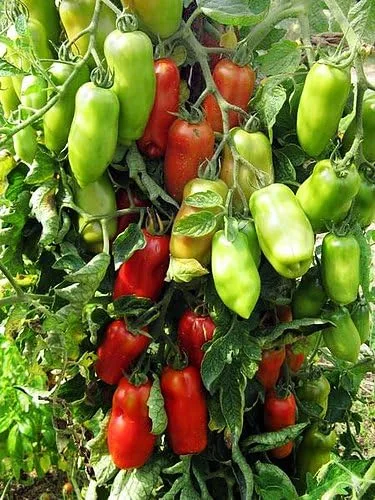 Miniatura 2 de Más de 30 semillas de tomate italianas en pasta San Marzano, sin OMG, indeterminadas, polinizadas abiertas, productivas, deliciosas, de Estados