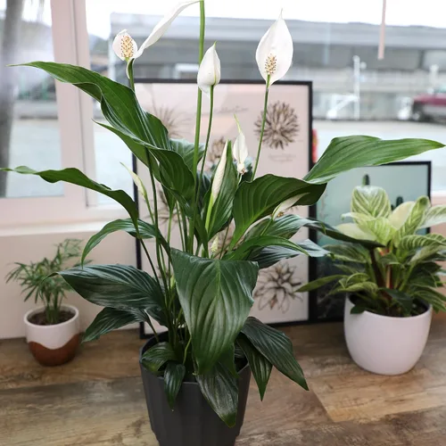 Miniatura 2 de Lirio de la paz en maceta de 6 pulgadas para plantas, planta de lirio de fácil paz para interiores, plantas vivas de interior, plantas