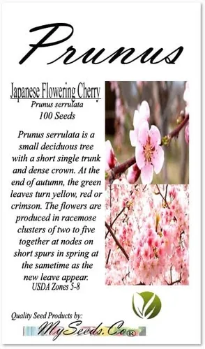 Miniatura 4 de Prunus serrulata (cereza japonesa floreciente), flores dobles rosas ricas, frutos negruzcos del tamaño de un guisante, elige la cantidad (1 unidad)