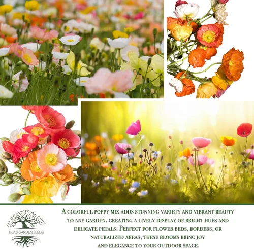 Miniatura 6 de Mission Bells - Mezcla de semillas de amapola (Eschscholzia californica) - 1500 semillas tradicionales sin OMG, vibrantes flores semi-dobles