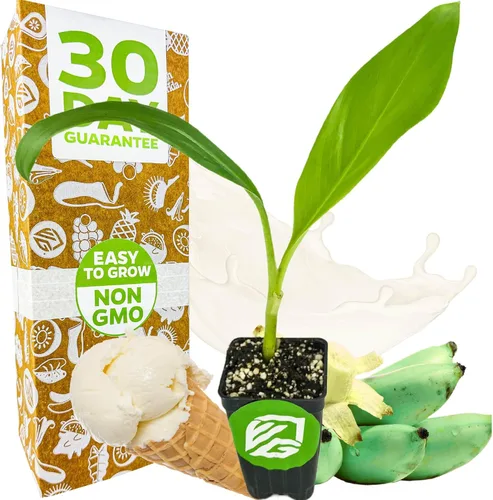 Planta viva de árbol de plátano para helado - Musa acuminata - Planta inicial de Wellspring Gardens - Plantas fáciles de cultivar para amantes de la